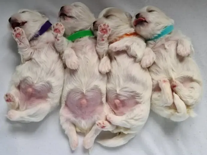 chiots 2021 bichon maltais chiots nés