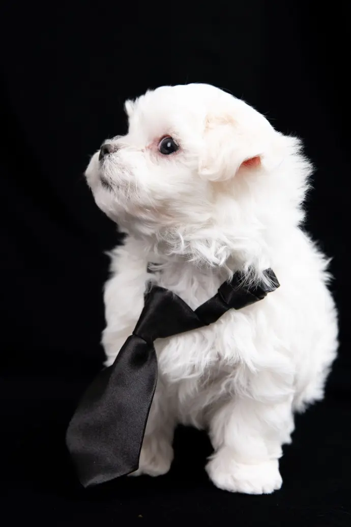 Puppy Bichon chiot cravate
