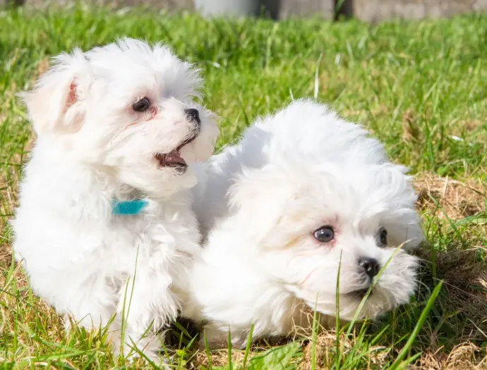 ange et Api bichons qui jouent