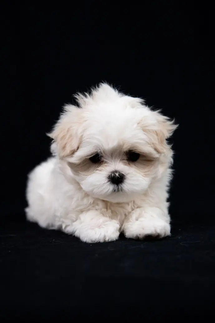 Mya Chiot bichon femelle