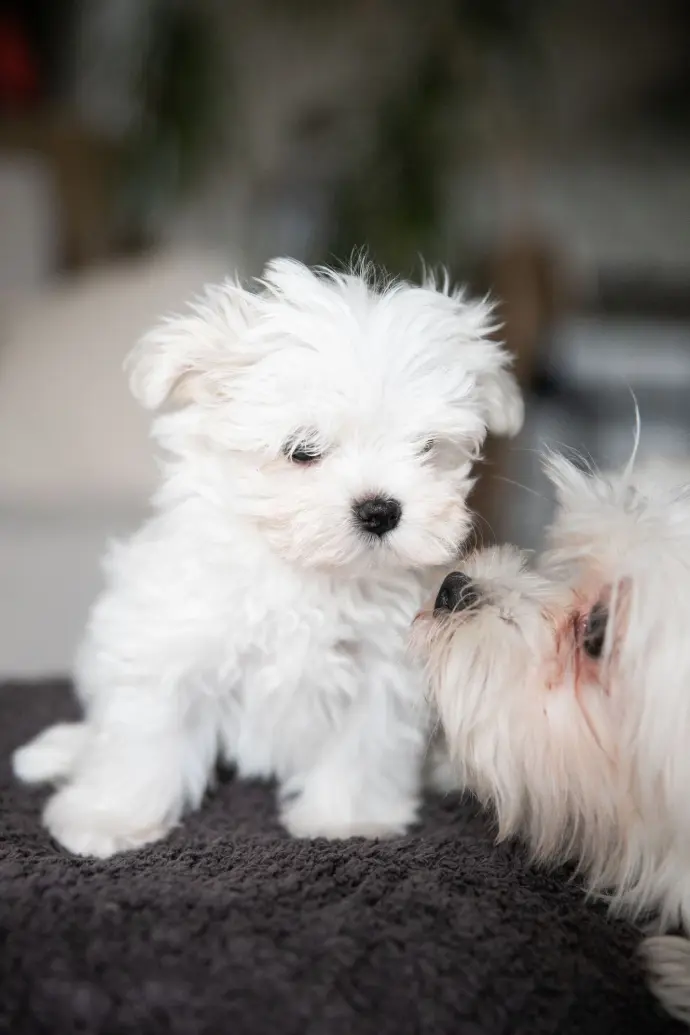 Perle et Vanille Chiot bichon et maman