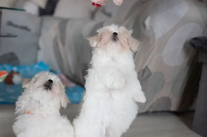 2021 Chiots bichons qui sautent