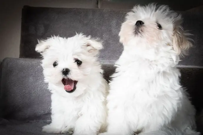 2023 Chiots qui baillent