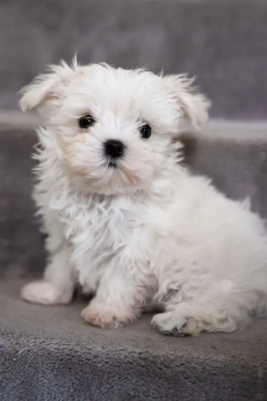 Aliah Chiot bichon qui pose