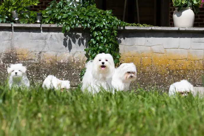 Vanille et Whitney 2021 Bichons Maltais au jardin