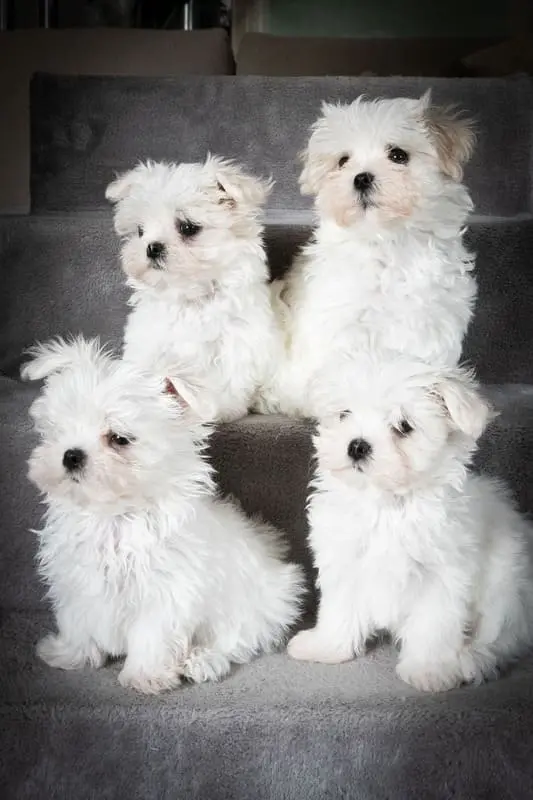 2023 4 chiots bichons qui posent