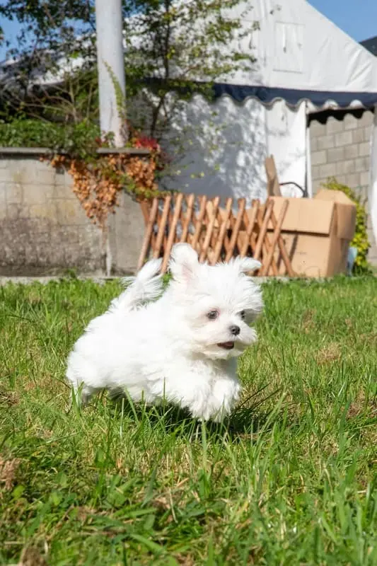 2023 Bichon chiot qui coure