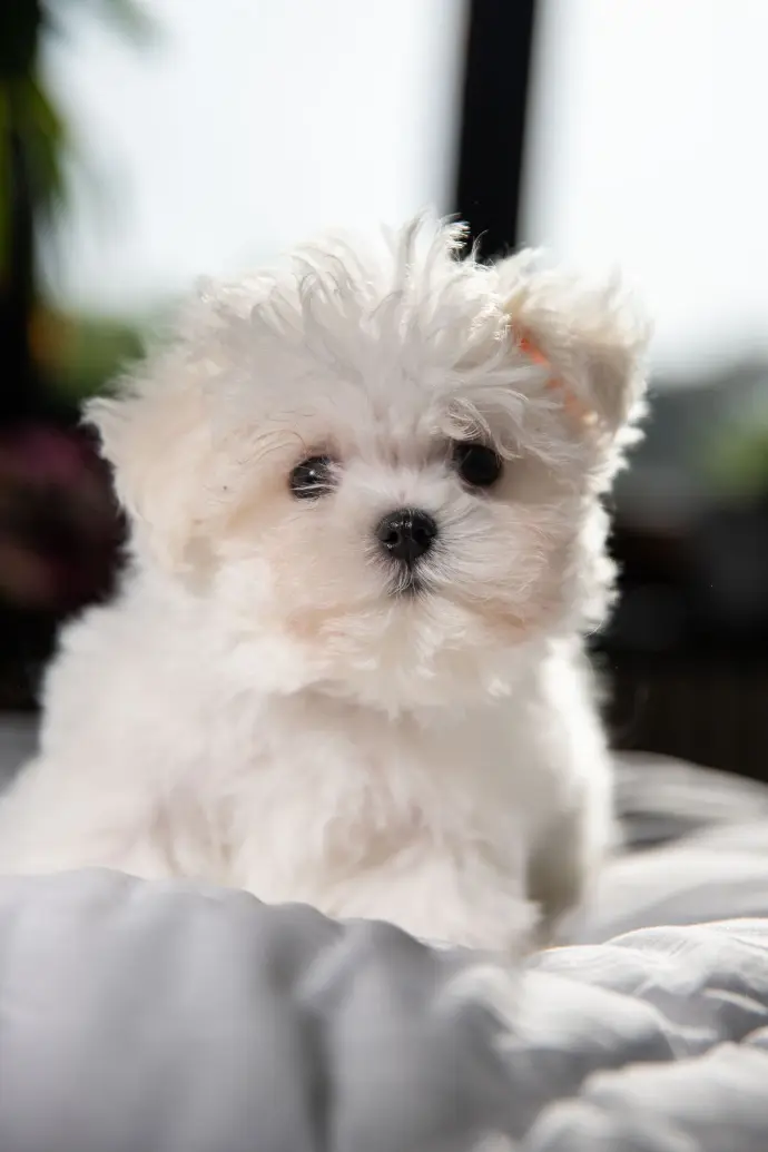 Aliah Chiot bichon mignon
