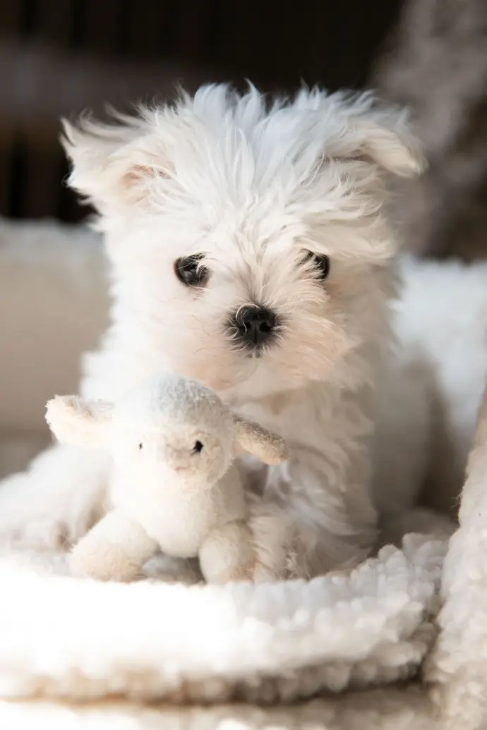 Ana Chiot bichon jouet