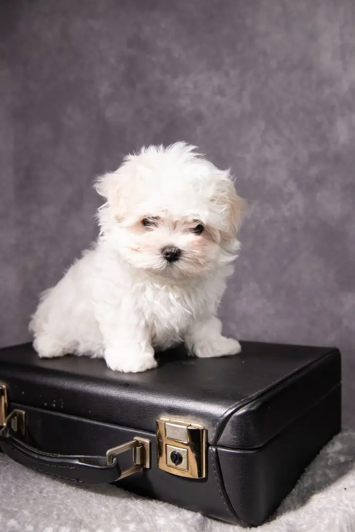 Bichou Bichon sur valise